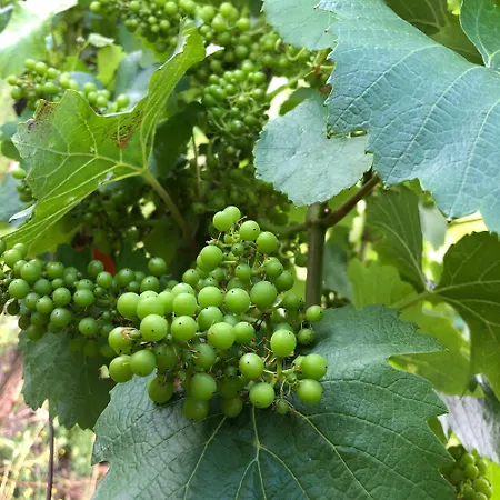 Bellevue Casa vacanze